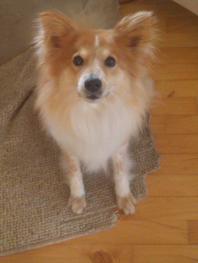 Blanding af racer daiasy billede 11