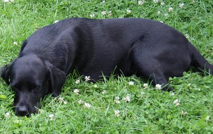 Labrador retriever Alina Mark Bustrup (formel 1) - Skønhedssøvn i haven :D billede 18