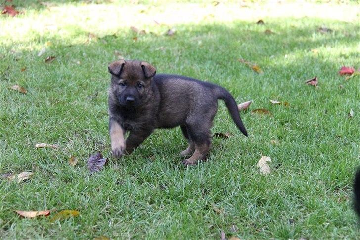 Schæferhund Klintemarkens Eva billede 9