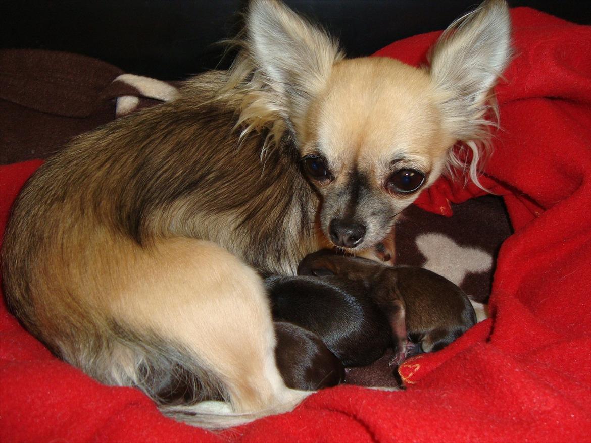 Chihuahua Chiva (Udstationeret) - Chiva og de 3 små nye hvalpe, født d. 23/10-11. <3 billede 2