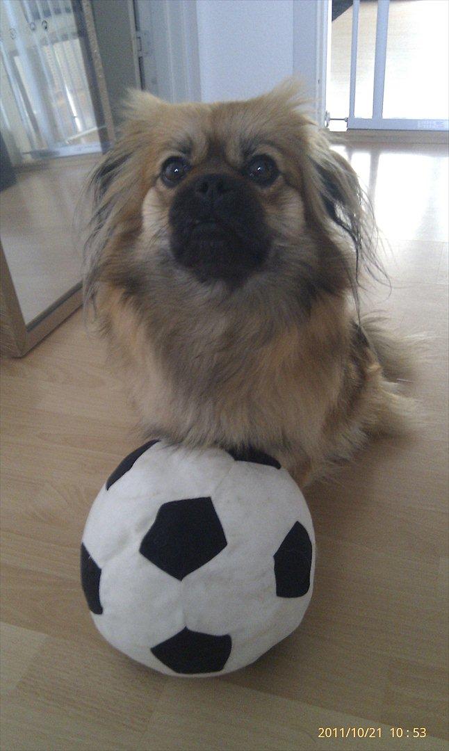 Blanding af racer Jackline R.I.P D.19/7-13 - Min nye bold :) billede 24