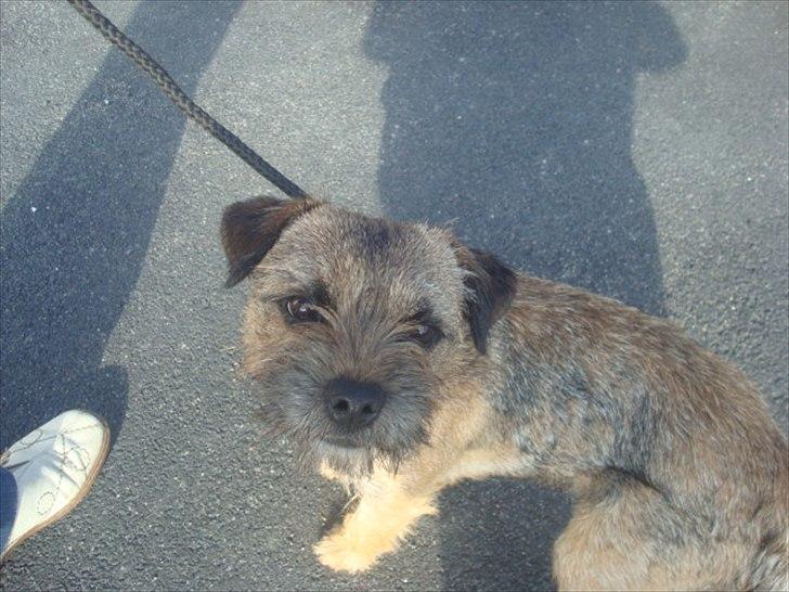 Border terrier Dalshøj´s Ellis ( Bell ) kaaret til herning som Da billede 14