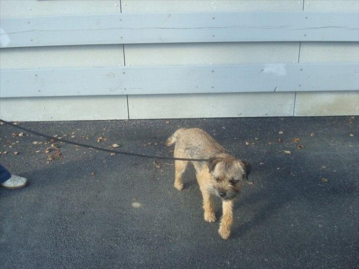 Border terrier Dalshøj´s Ellis ( Bell ) kaaret til herning som Da billede 13