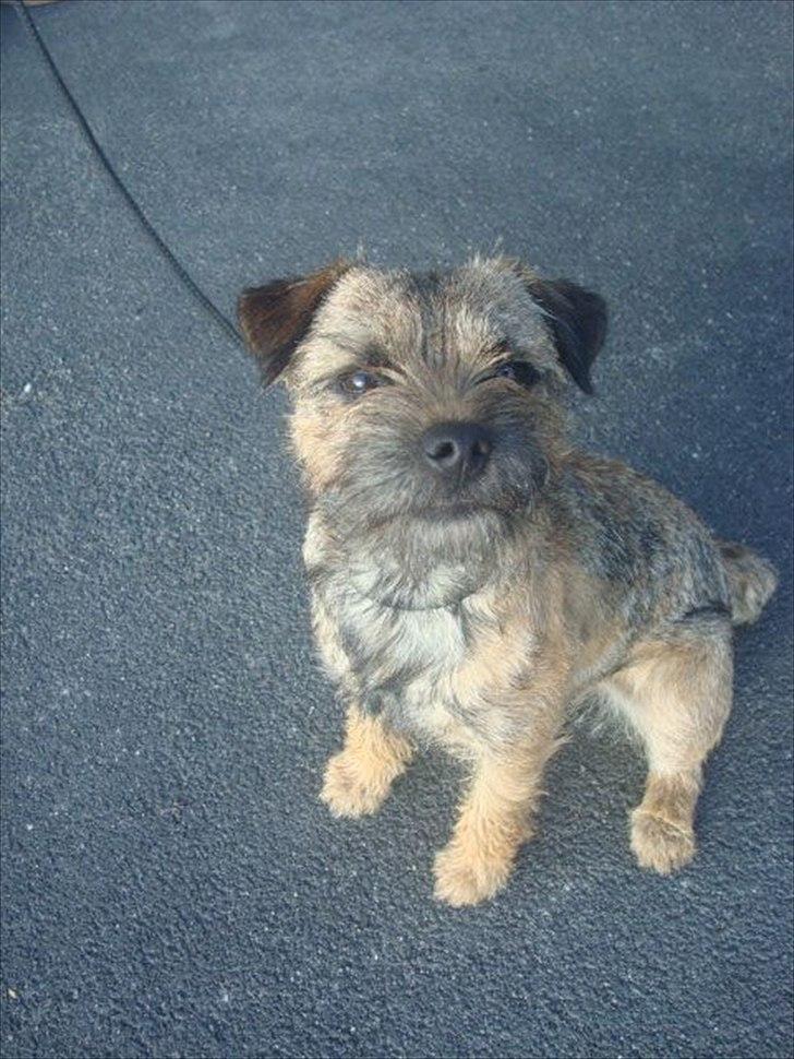 Border terrier Dalshøj´s Ellis ( Bell ) kaaret til herning som Da billede 15