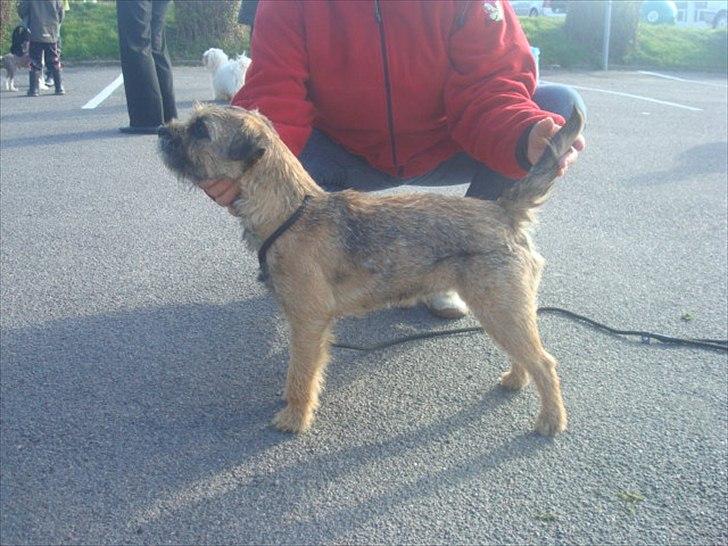 Border terrier Dalshøj´s Ellis ( Bell ) kaaret til herning som Da billede 5