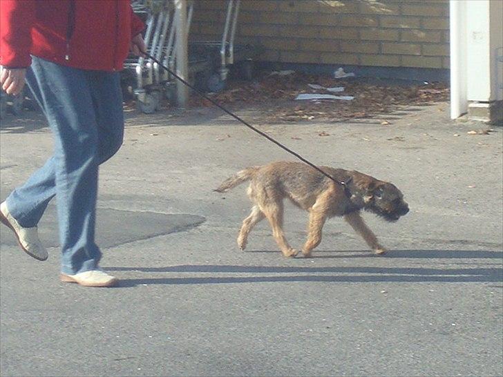 Border terrier Dalshøj´s Ellis ( Bell ) kaaret til herning som Da billede 8