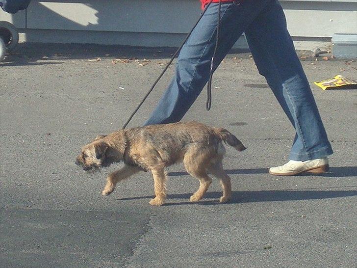 Border terrier Dalshøj´s Ellis ( Bell ) kaaret til herning som Da billede 12