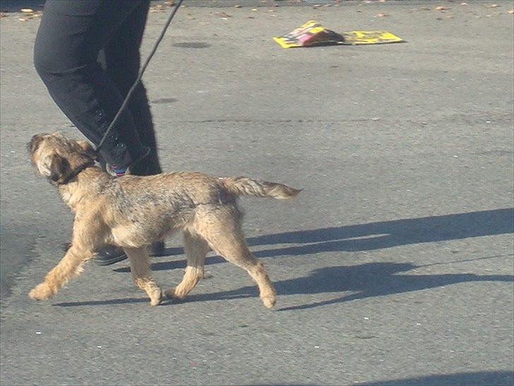 Border terrier Dalshøj´s Ellis ( Bell ) kaaret til herning som Da billede 9