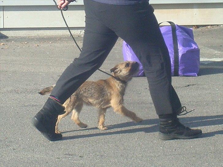 Border terrier Dalshøj´s Ellis ( Bell ) kaaret til herning som Da billede 7