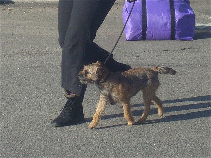 Border terrier Dalshøj´s Ellis ( Bell ) kaaret til herning som Da billede 10