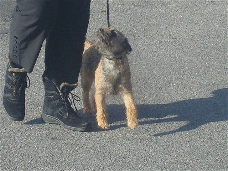 Border terrier Dalshøj´s Ellis ( Bell ) kaaret til herning som Da billede 11
