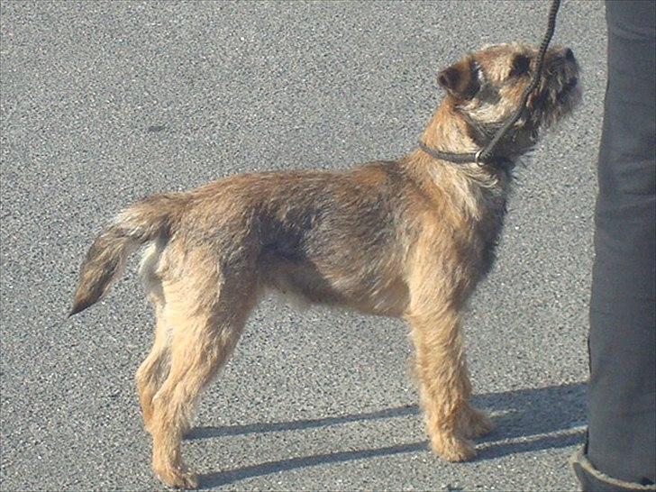Border terrier Dalshøj´s Ellis ( Bell ) kaaret til herning som Da billede 2