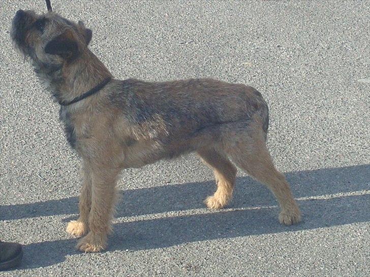 Border terrier Dalshøj´s Ellis ( Bell ) kaaret til herning som Da billede 4