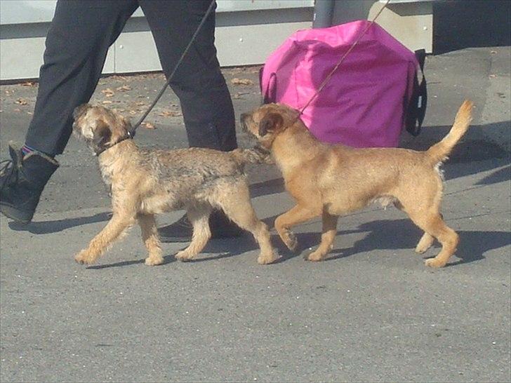 Border terrier Dalshøj´s Ellis ( Bell ) kaaret til herning som Da billede 6