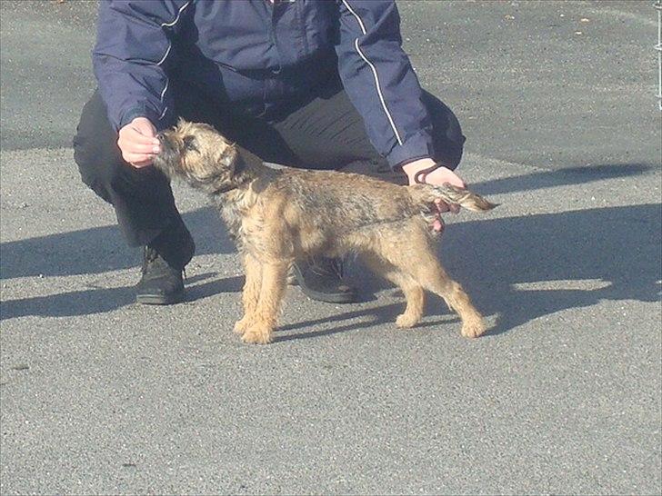 Border terrier Dalshøj´s Ellis ( Bell ) kaaret til herning som Da billede 3
