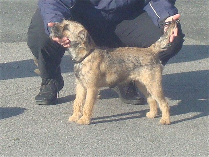 Border terrier Dalshøj´s Ellis ( Bell ) kaaret til herning som Da billede 1