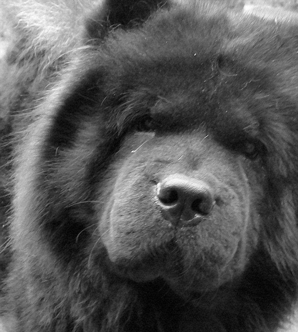 Chow chow Anton billede 20