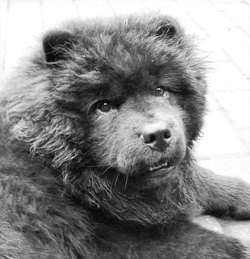 Chow chow Hermann - ½ år billede 12