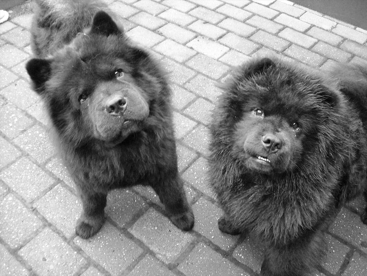 Chow chow Hermann billede 13