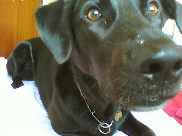 Blanding af racer Walther billede 16