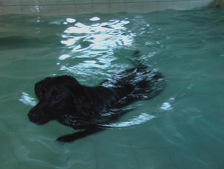 Blanding af racer Walther billede 17