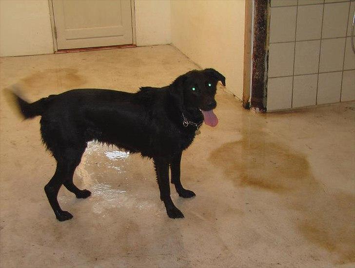 Blanding af racer Walther billede 18