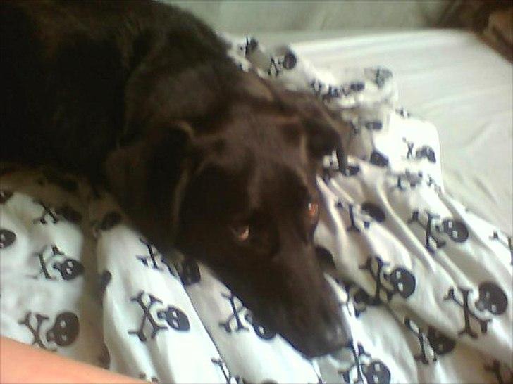 Blanding af racer Walther billede 20