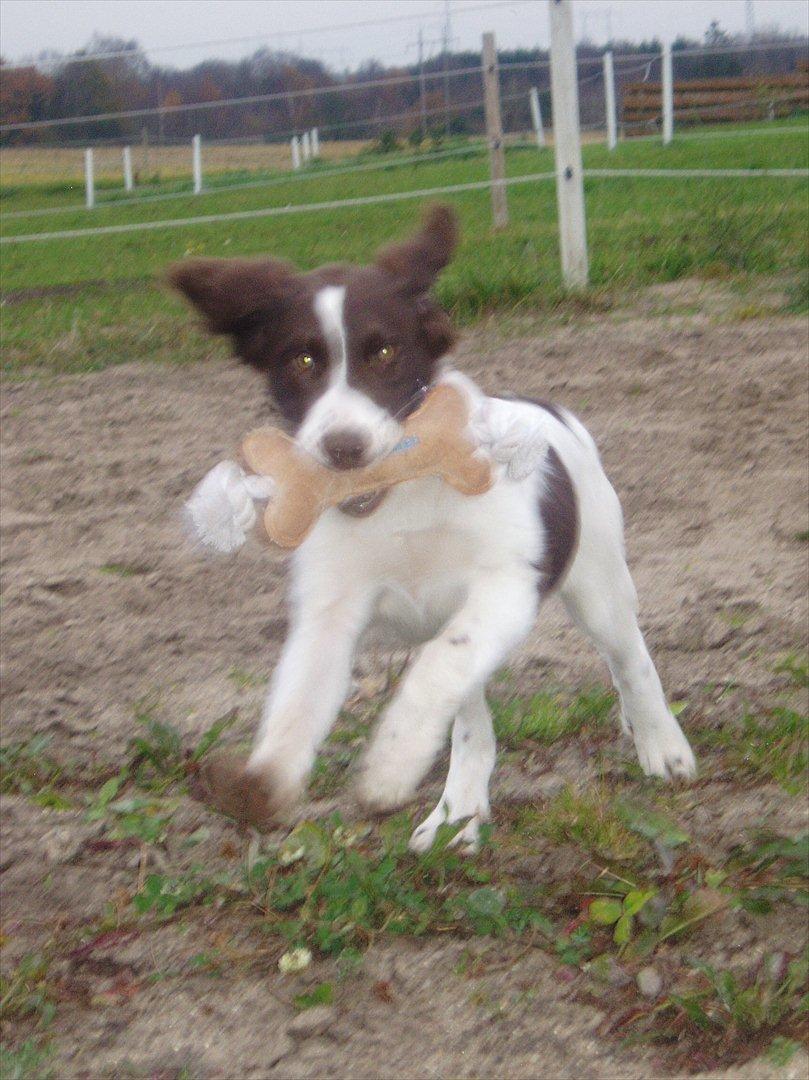 Blanding af racer Fiona - Fiona i fuld spring - sjovt at lege. Her som hvalp - vi har lige fået hende hjem, 4 mdr. gammel. billede 9