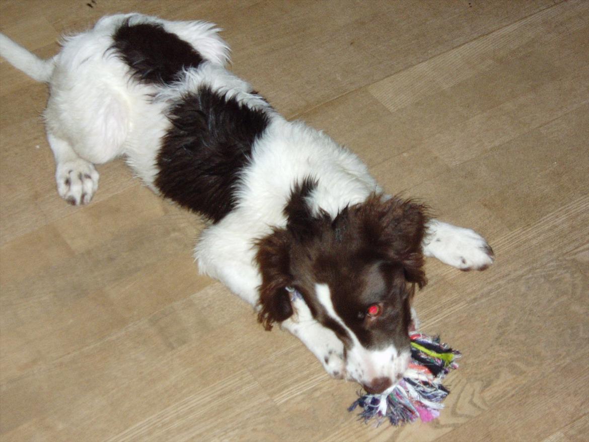 Blanding af racer Fiona billede 10