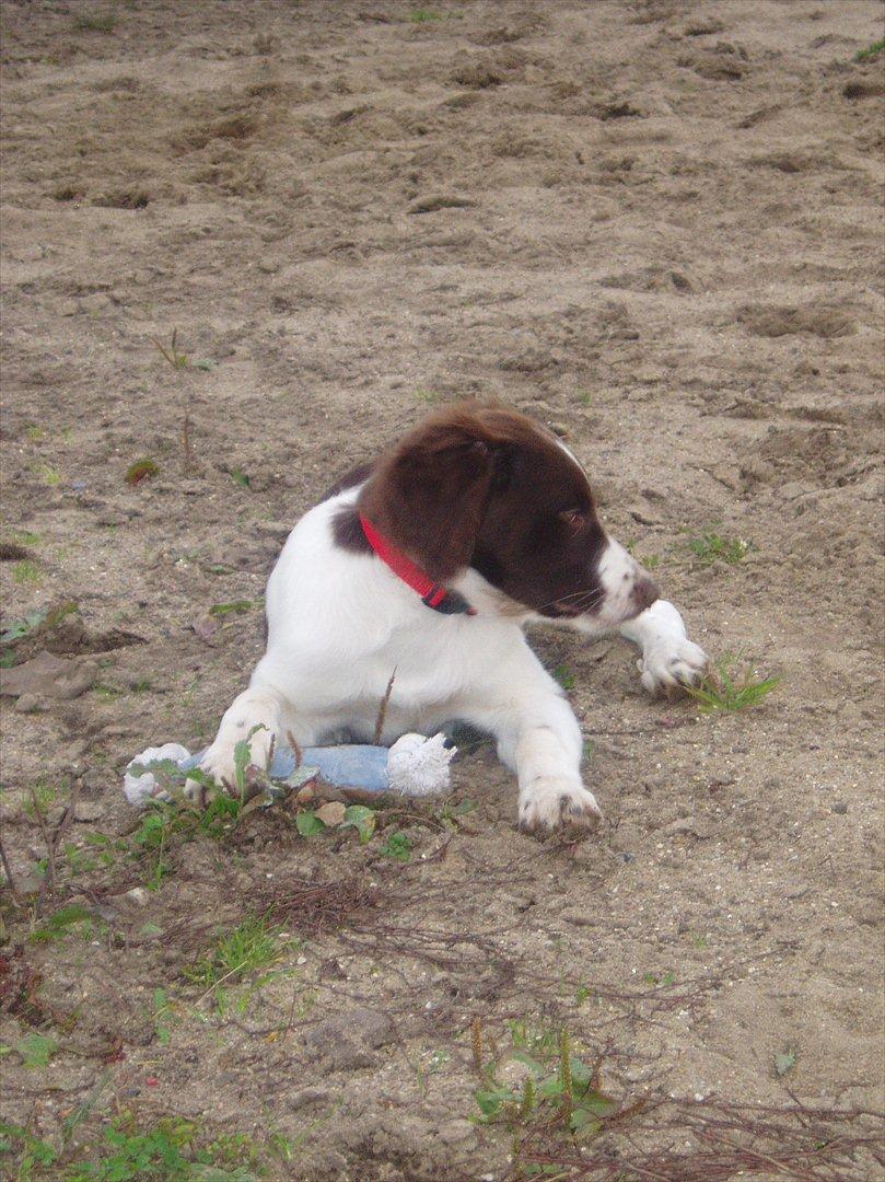 Blanding af racer Fiona - Hov, hvor blev Buller af? billede 11