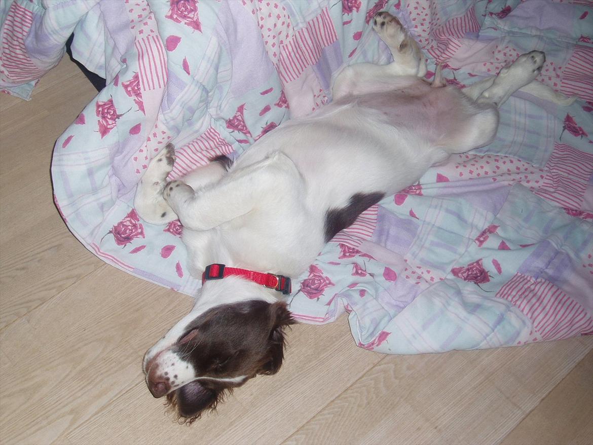 Blanding af racer Fiona - Der tages lige en middagssøvn ovenpå gåturen gennem skoven og over markerne.......snork billede 12