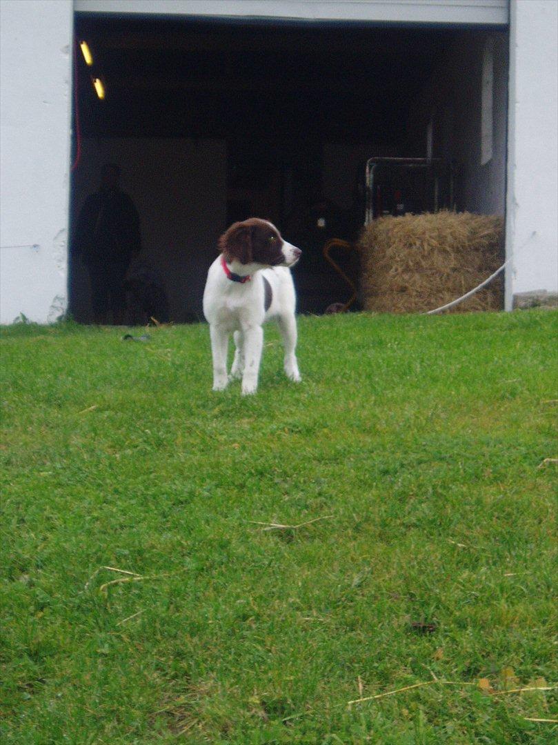 Blanding af racer Fiona - Dejlige Fiona med i stalden og muge ud. billede 13