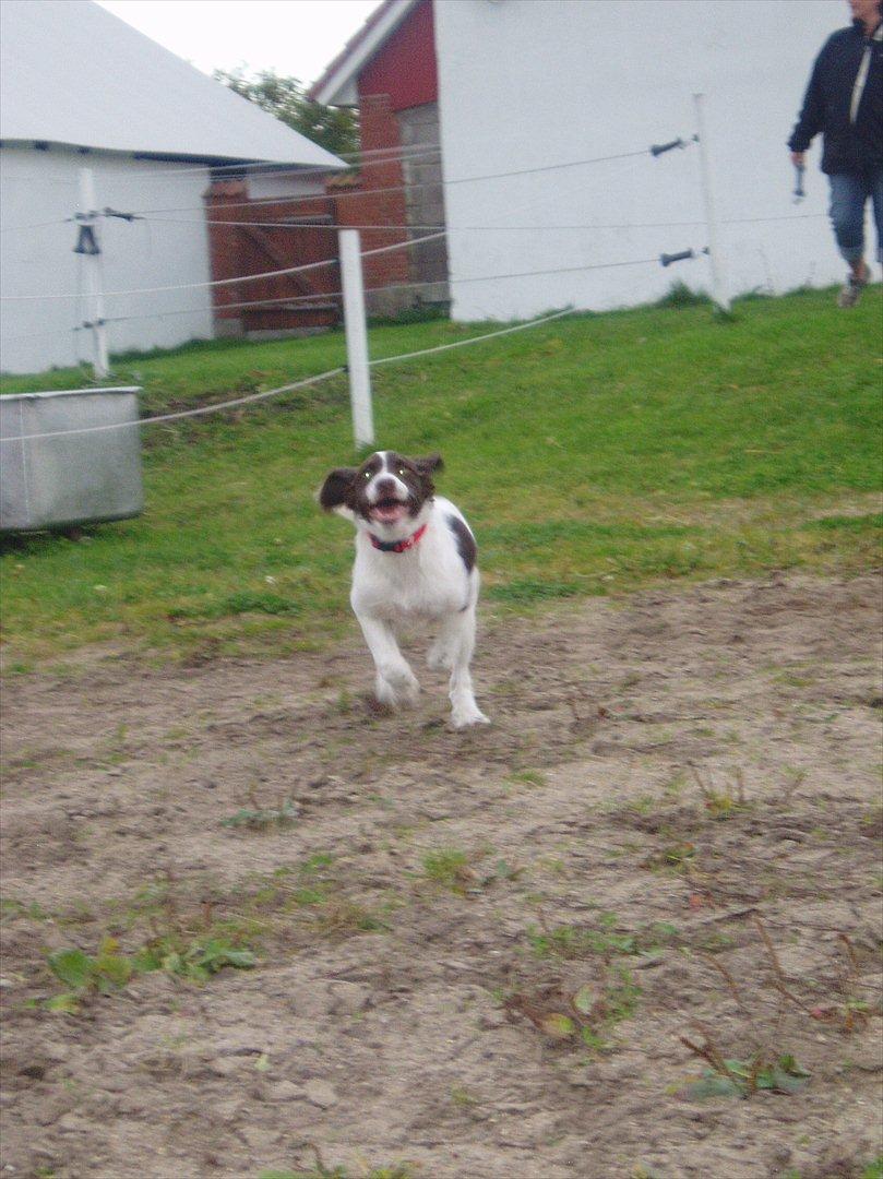Blanding af racer Fiona - Og så skal der leges..... billede 14
