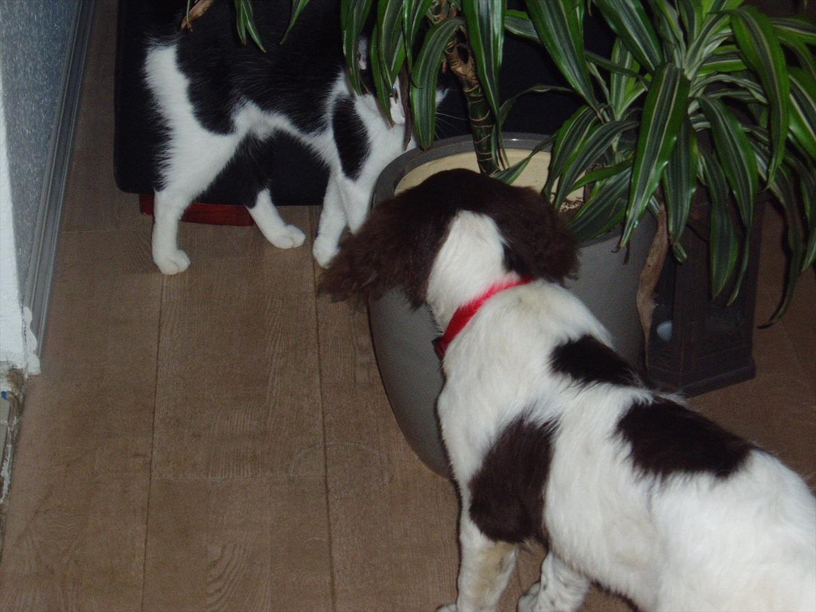 Blanding af racer Fiona - Fiona hilser på Alvin - en af vores hankatte. Han var altså en sjov en. billede 16