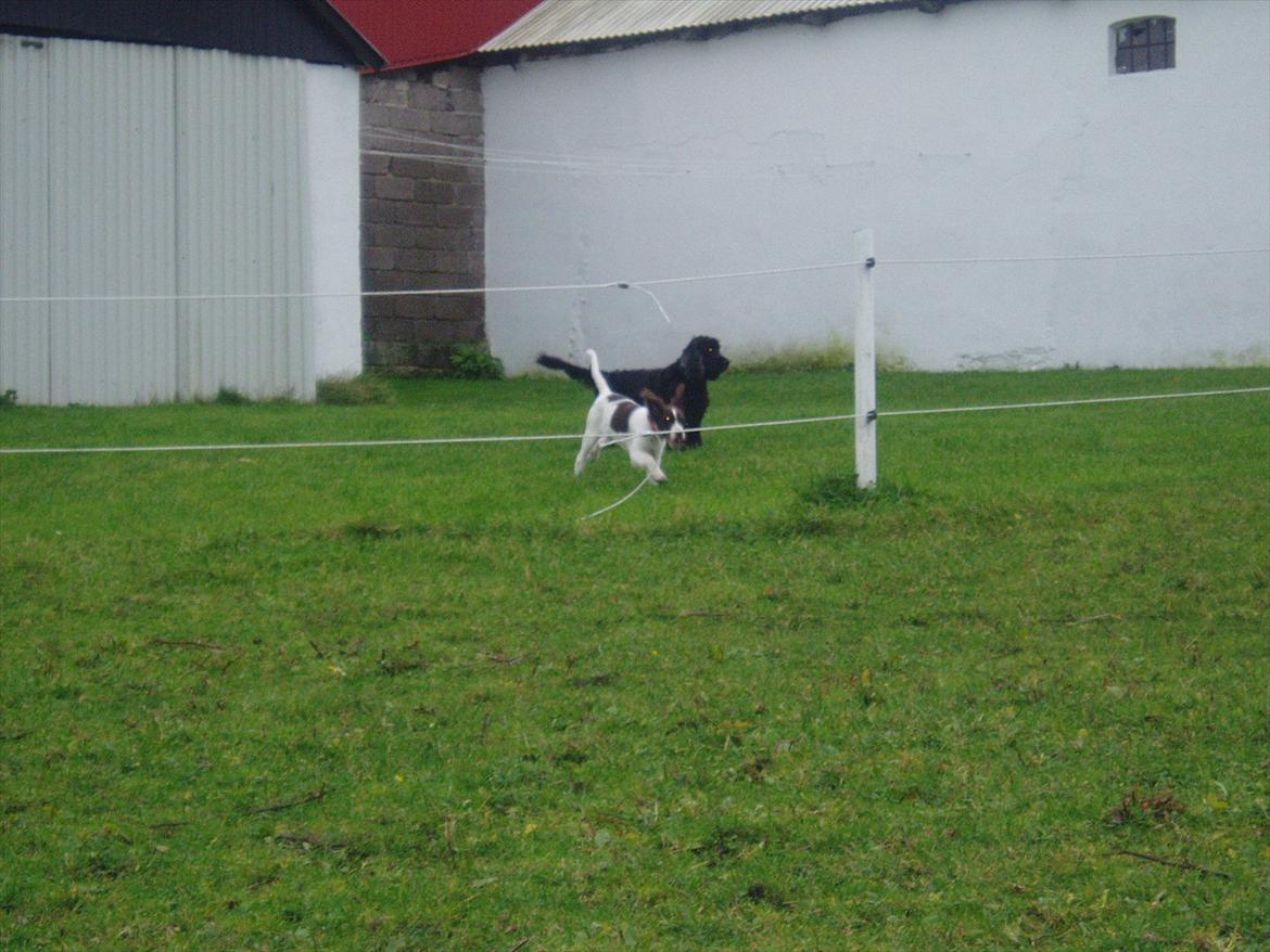 Blanding af racer Fiona - Fiona og Buller....... billede 17