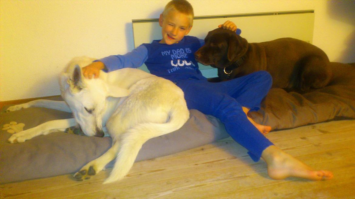 Hvid schæfer R.I.P Chiva. - chiva , mille og valdemart aften hygger billede 5