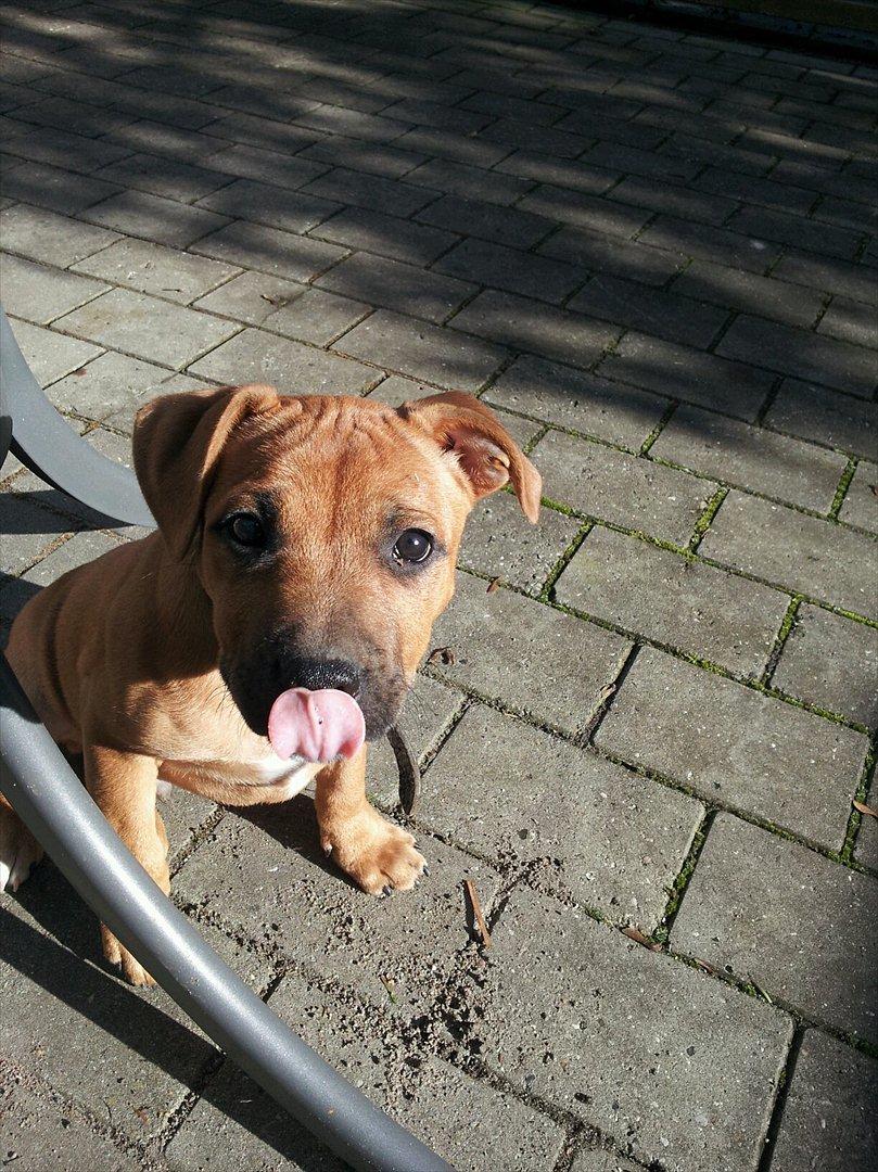 Staffordshire bull terrier Nemo billede 1