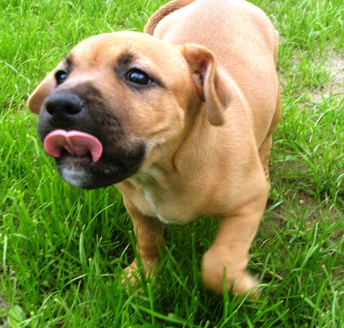 Staffordshire bull terrier Nemo billede 2
