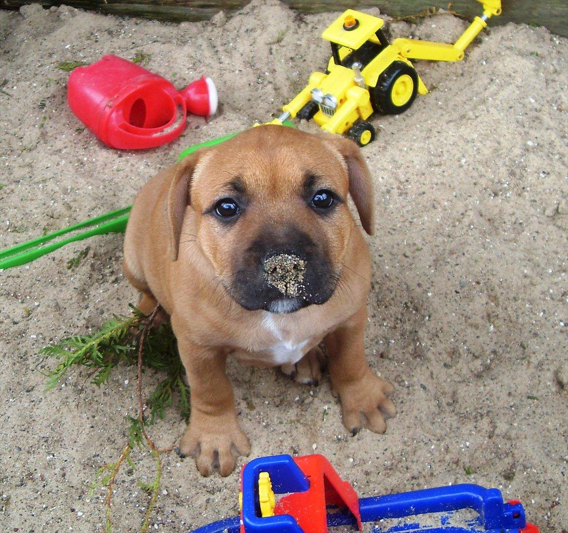 Staffordshire bull terrier Nemo billede 3