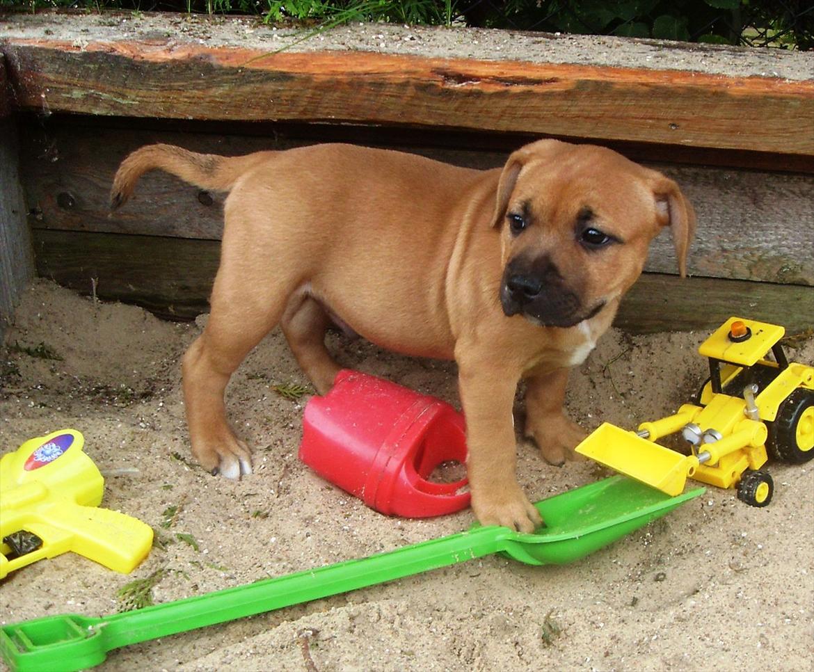 Staffordshire bull terrier Nemo billede 4