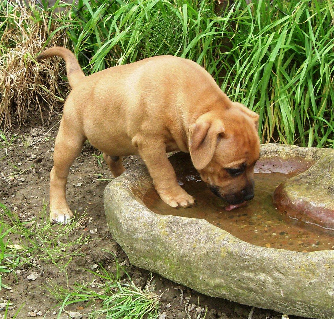 Staffordshire bull terrier Nemo billede 5