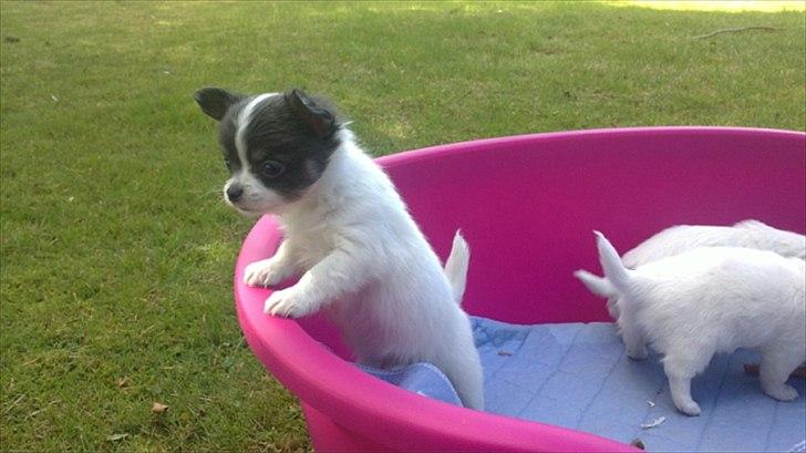 Chihuahua Diesel - mors lille dreng<3 billede 1