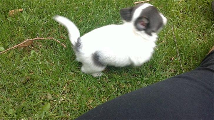 Chihuahua Diesel - Lige inden vi fik ham! bette nus! billede 2