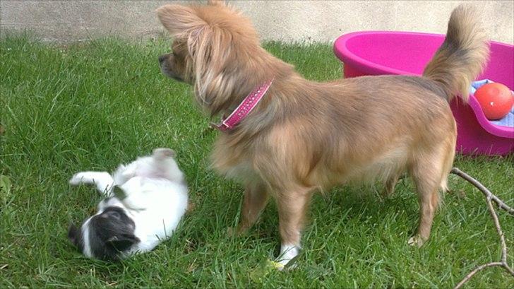 Chihuahua Diesel - Her ses han sammen med sin hundemor. :-) billede 3