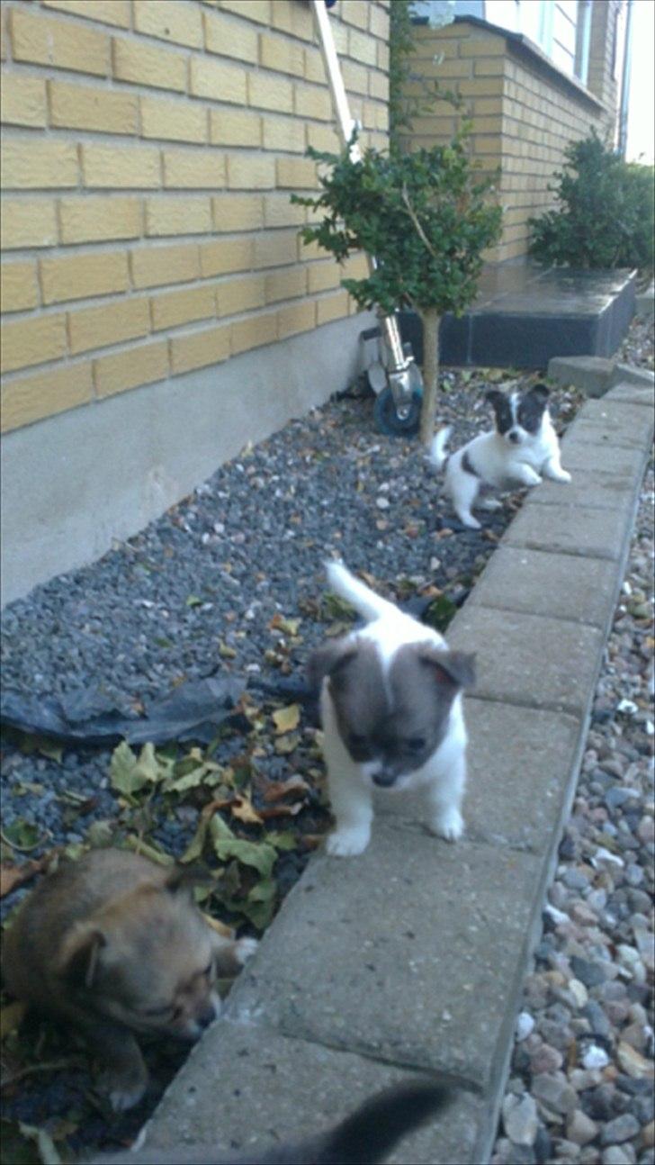 Chihuahua Diesel - Løber bagerst.  billede 4