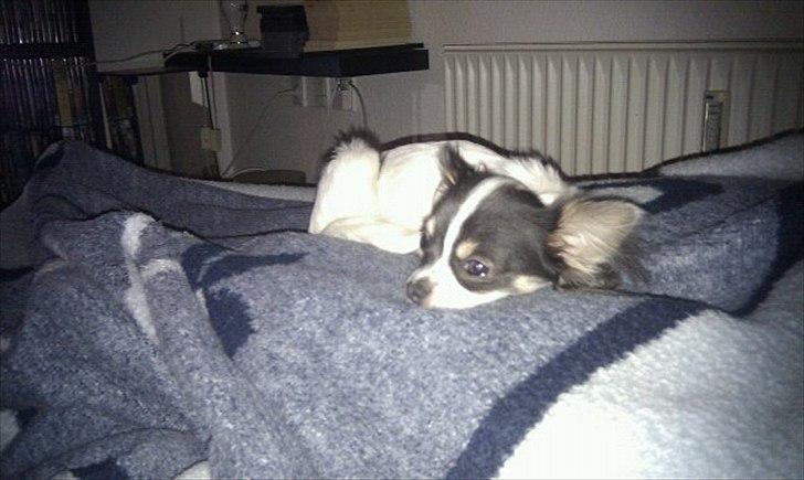 Chihuahua Diesel - du betyder en verden til forskel! billede 5