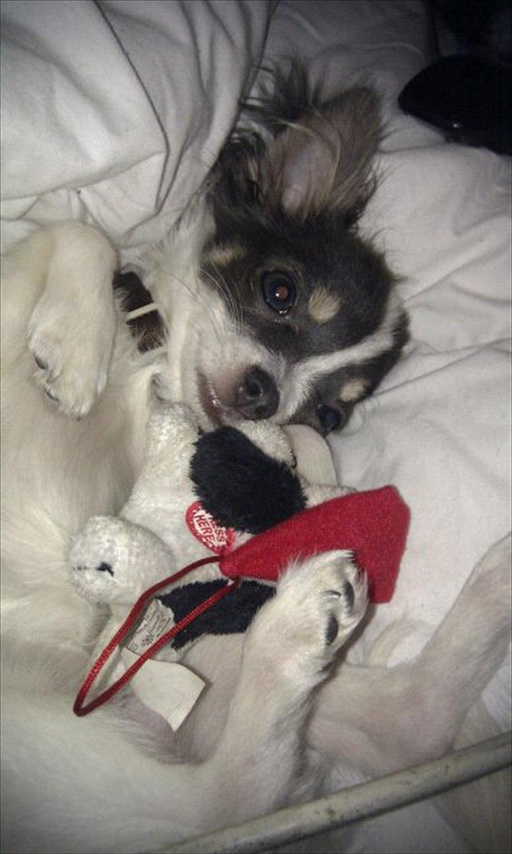 Chihuahua Diesel - Bamsen er det bedste Diesel ved! Han sover ikke før den ligger ved siden af ham! billede 6