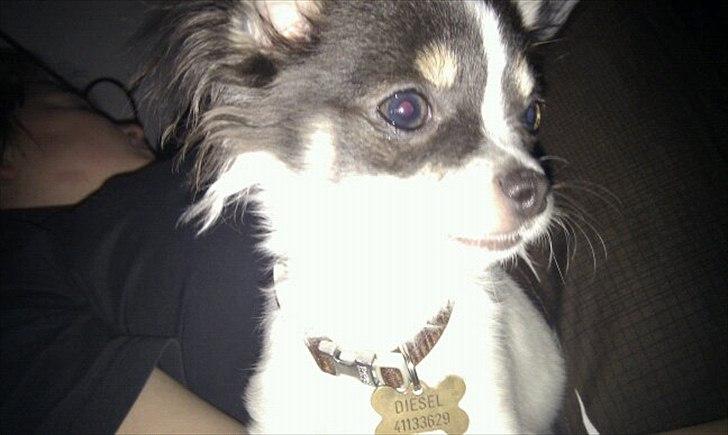 Chihuahua Diesel - Smukke dreng! <3 billede 7