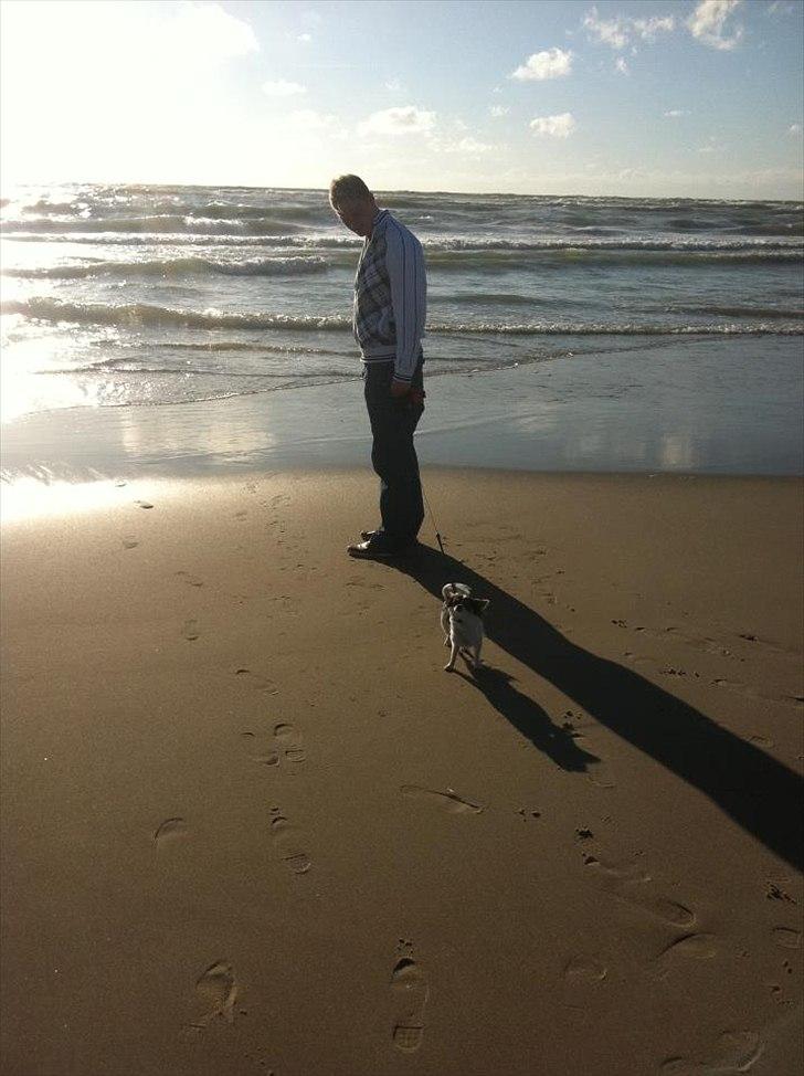 Chihuahua Diesel - Med menneskefar ved vesterhavet.  billede 8