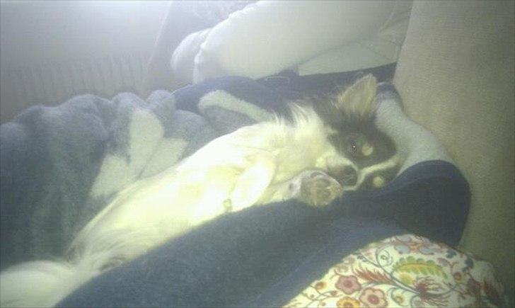 Chihuahua Diesel - Fylder godt i sofaen. Er klar til at nusse! billede 9